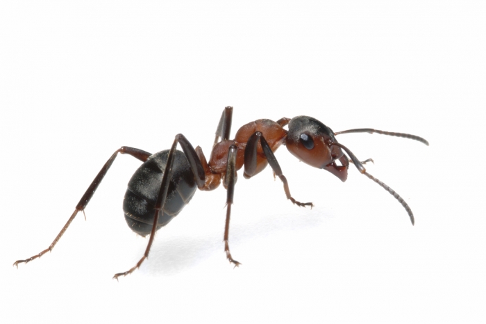 ant