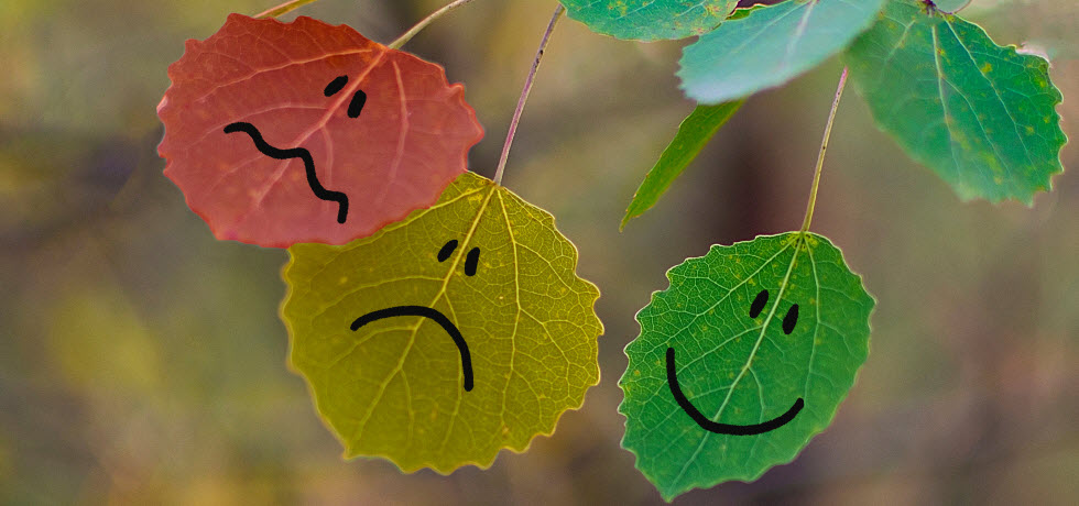 SMS Suvey smileys on tree leaves