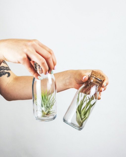 air plant gifts for business clients