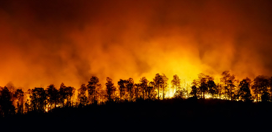 forest fire natural disaster